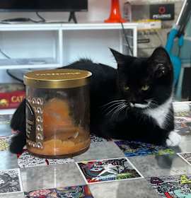 Photo of Bean Sprout