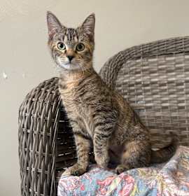 Photo of Cindy Birdsong