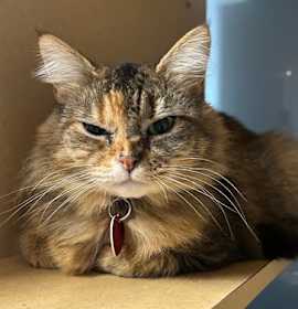 Photo of Miso - AVAILABLE