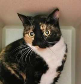 Photo of Cally - AVAILABLE