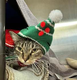 Photo of *PEPPERMINT PATTY