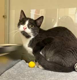 Photo of Patches O’Houlihan