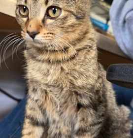 Photo of Meowvin Gaye