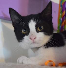 Photo of Moana 112625