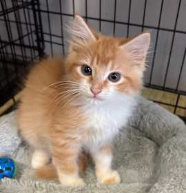 Photo of Pumpkin Pie