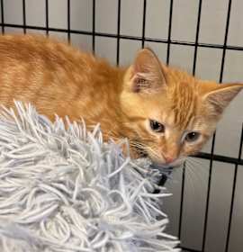 Photo of Sweetpotato