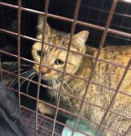 Photo of SAS-Wildlife-87165