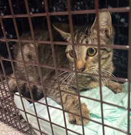 Photo of SAS-Wildlife-87166