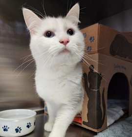 Photo of Marshmallow