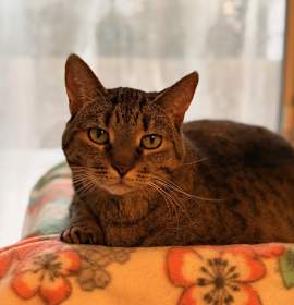 Photo of Shadow - Loyal!