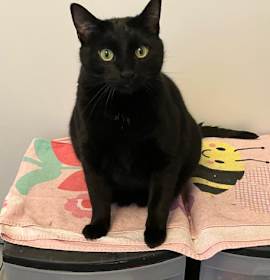 Photo of Haze - Playful