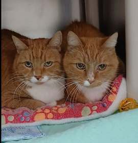 Photo of Charlie in the Box