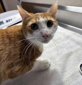 Photo of Charlie Angel