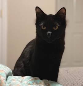 Photo of Binx