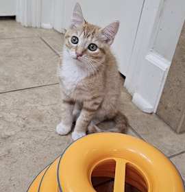 Photo of Poppy (2025)