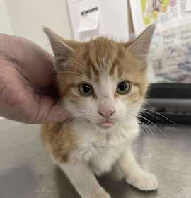 Photo of Baked Potato