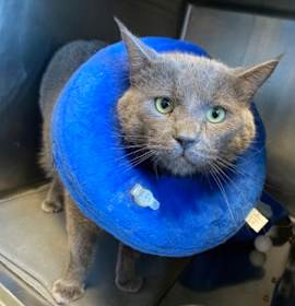 Photo of Rasputin (PetSmart)