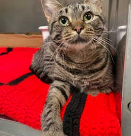 Photo of May (Petco)