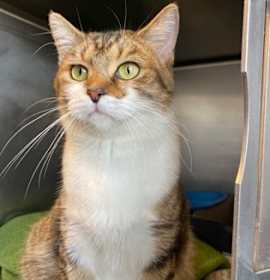 Photo of Tiki (Petco)