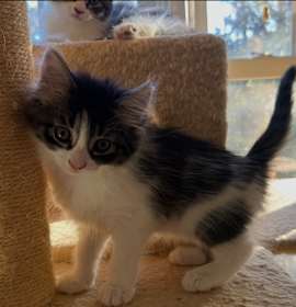 Photo of Asada (adopt with a sibling)