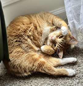 Photo of Eli (*video) social boy