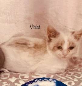 Photo of Violet