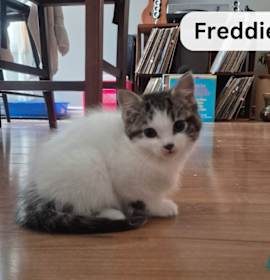 Photo of Freddie!