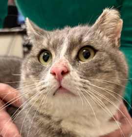 Photo of Lemur Kershaw (FIV+)