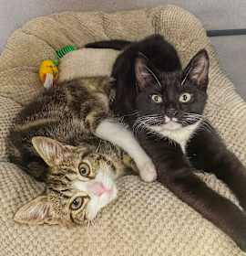 Photo of Puffer and Mako