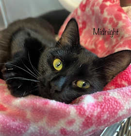 Photo of Midnight
