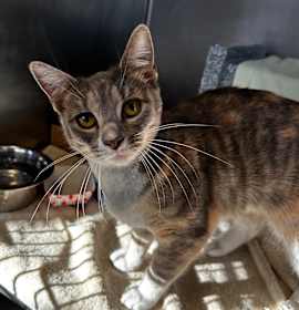 Photo of Queen Arianna