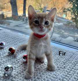 Photo of Tree Litter - Fir