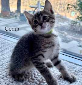 Photo of Tree Litter - Cedar