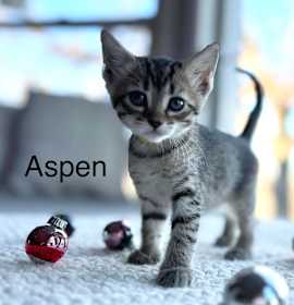 Photo of Tree Litter - Aspen