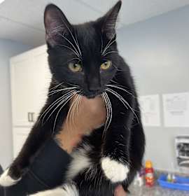 Photo of Skellington 