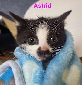 Photo of Astrid