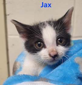 Photo of Jax