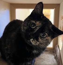 Photo of Tortellini (Tortie Momma)