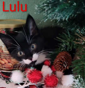 Photo of Lulu
