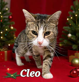 Photo of Cleo