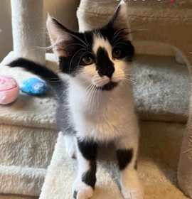 Photo of Isabelle (adopt with Farrah)