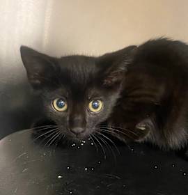 Photo of Ash - 121205T