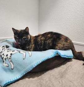 Photo of Puzzle Pinecone