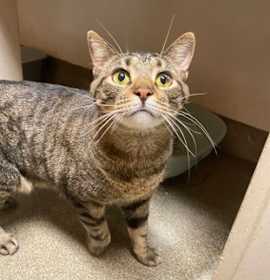 Photo of Simba (Colony 1)