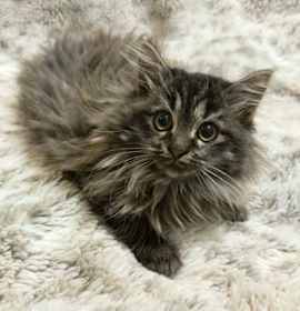 Photo of Kitty Lynxley