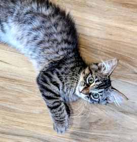 Photo of Mr. Assistant