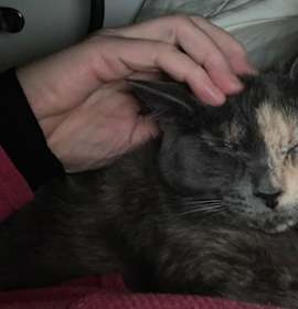 Photo of Veronica (Riverdale Litter)