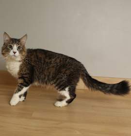 Photo of Mr. P** C67494