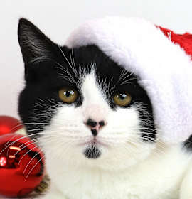 Photo of Kris Kringle