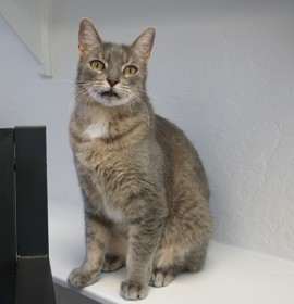 Photo of Chocolate Mousse